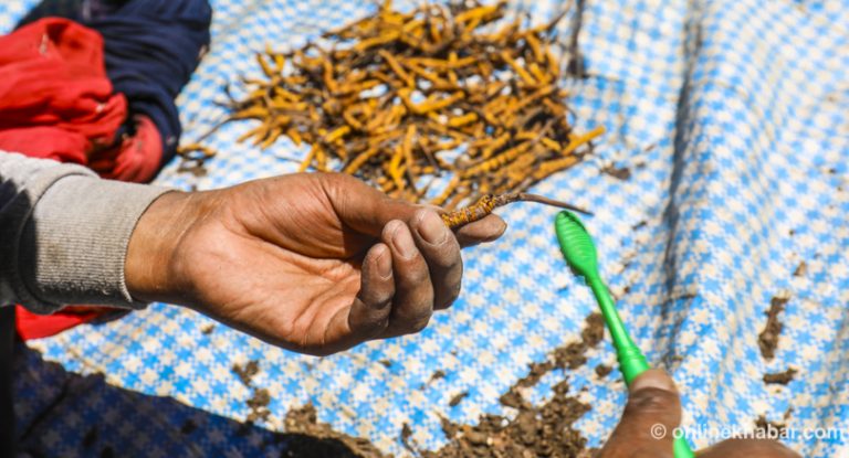 मनाङमा यार्सागुम्बा संकलन सुरु