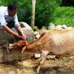 ६ महिनामा ९५ हजार पशुपन्छीको बीमा, गाईभैँसी ७६ हजार