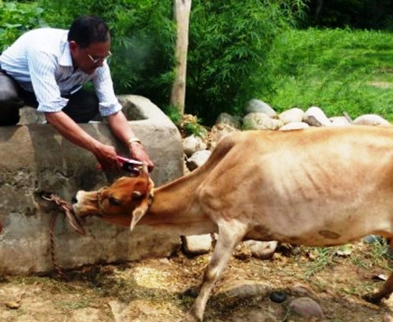 ६ महिनामा ९५ हजार पशुपन्छीको बीमा, गाईभैँसी ७६ हजार