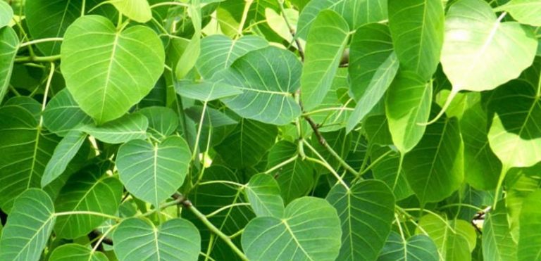 पीपलको चमत्कारिक लाभः मधुमेहदेखि मृगौलासम्मको उपचार