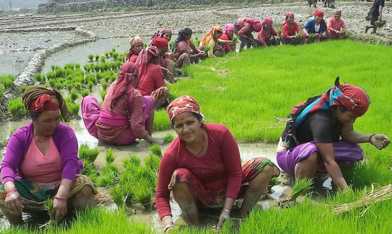 अर्घाखाँचीमा ३५ प्रतिशत रोपाइ सकियो
