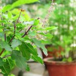 आज हरिशयनी एकादशी : तुलसीका बिरुवा सारिंदै