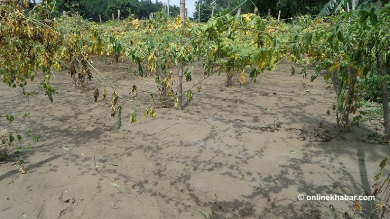 कात्तिकको बेमौसमी वर्षाले तरकारी बालीमा २२ करोड ३३ लाखको क्षति