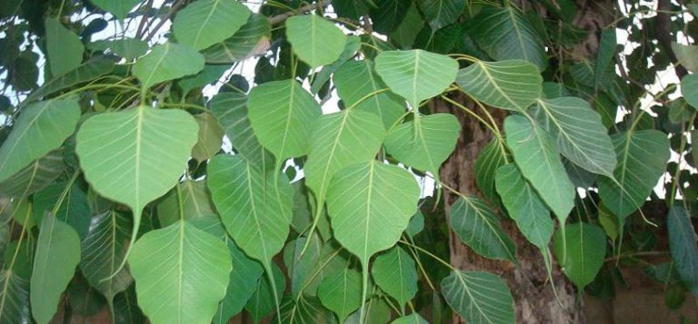 मुटुको रोग छ ? त्यसो भए यसरी पिउनुहोस् पीपलको पातको रस