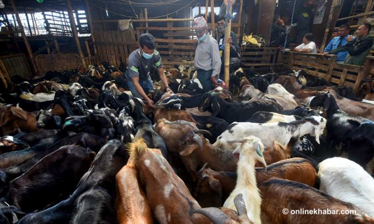 खाद्य कम्पनीले शुक्रबारदेखि खसीबोका बिक्री गर्ने