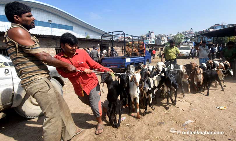 खसी किन्दै हुनुहुन्छ ? यसरी गर्नुहोस् सही छनौट
