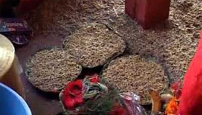 पहिरोपीडितले त्रिपालभित्र जमरा राखेर दसैँ मनाउँदै