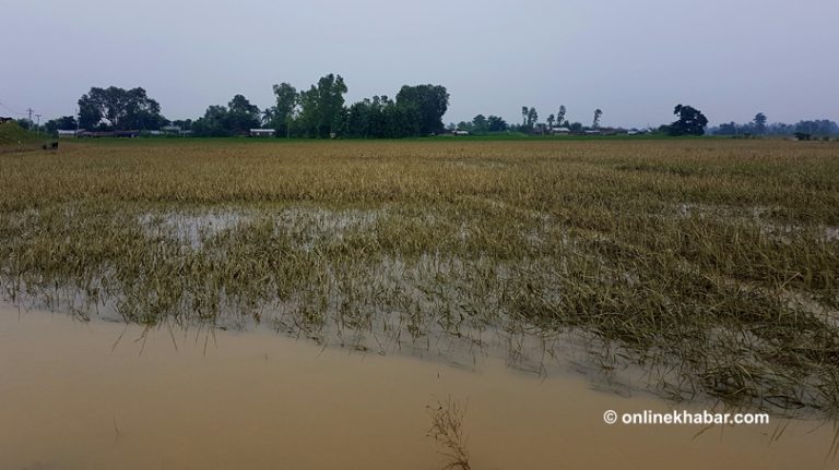 उदयपुरमा चैते धानखेती घट्दै