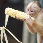 मतदाताको एकै स्वर : बाँदर नियन्त्रणको स्पष्ट खाका ल्याउनेलाई भोट