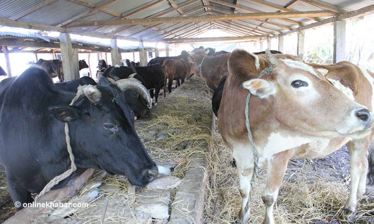 महोत्तरी गौशालाका गाईलाई आहारा अभाव