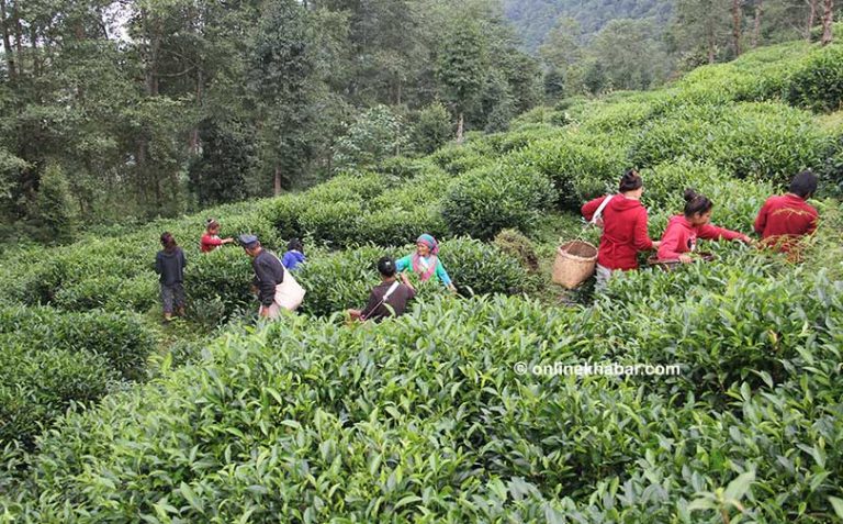 किसान आन्दोलन : चियाको न्यूनतम मूल्य दिलाउने प्रतिबद्धता