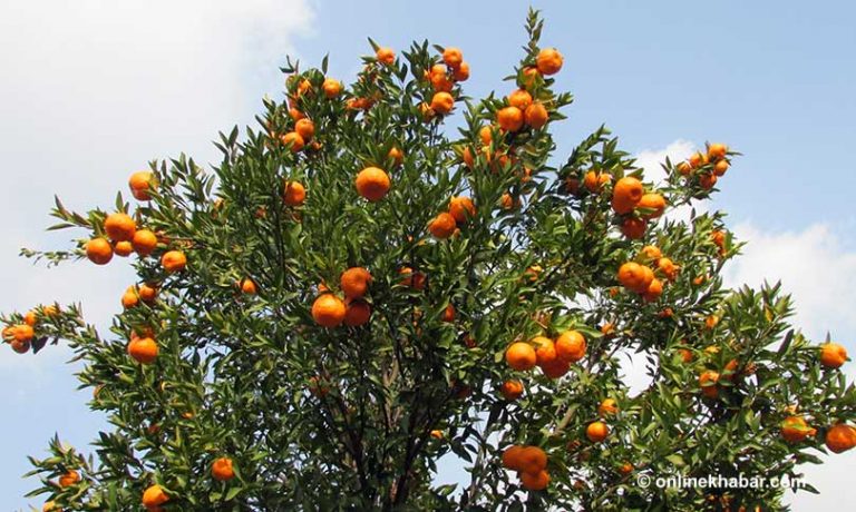 जाजरकोटमा ३३ करोड रुपैयाँ बराबरको सुन्तला उत्पादन