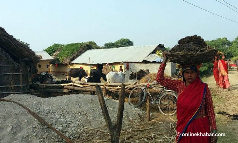 देउखुरीका मतदाताको अनौठो सोचः जसले दाउरा दिन्छ, उसैलाई भोट !