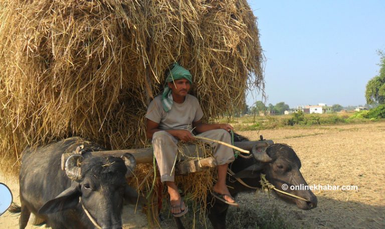 पर्साका किसानलाई खेतीको चटारो, उम्मेदवारलाई भोट
