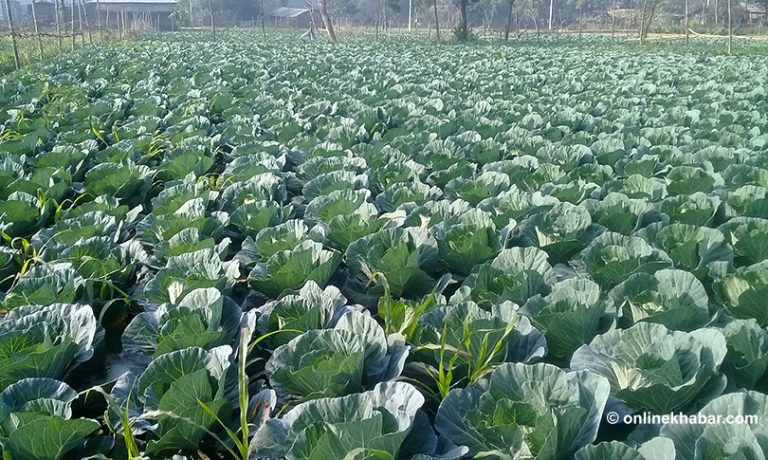 तरकारी खेतीले किसानको मुहार फेरिँदै