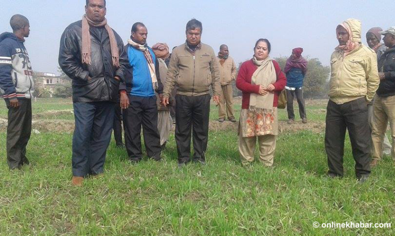 सप्तरीको पूर्वी भेगमा अर्नाको आतंक, सयौं विघा गहुँबाली नष्ट
