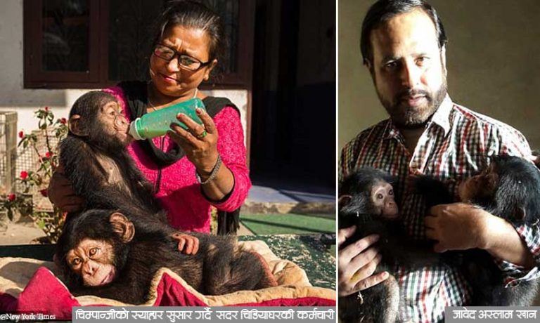 नेपालको हिरासतमा पाकिस्तानका ‘हाइप्रोफाइल’ चिम्पान्जी तस्कर