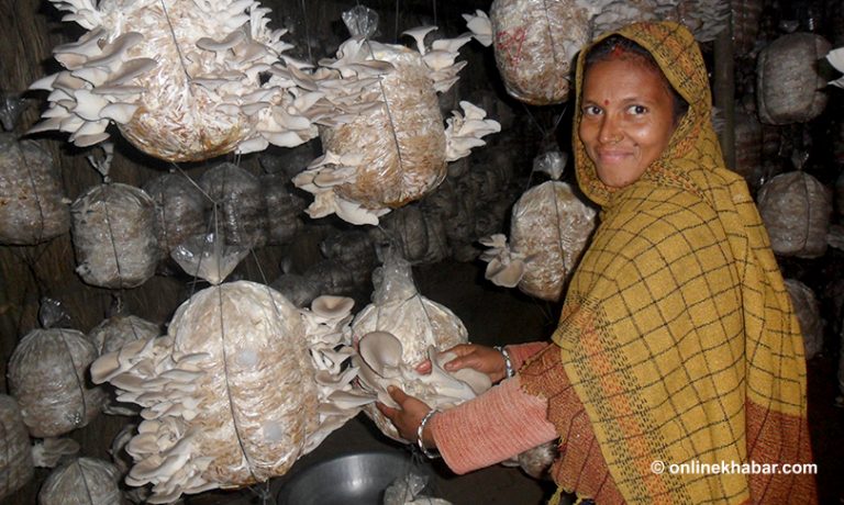 लालपर्साका महिला व्यवसायिक च्याउ खेतीमा आकर्षित