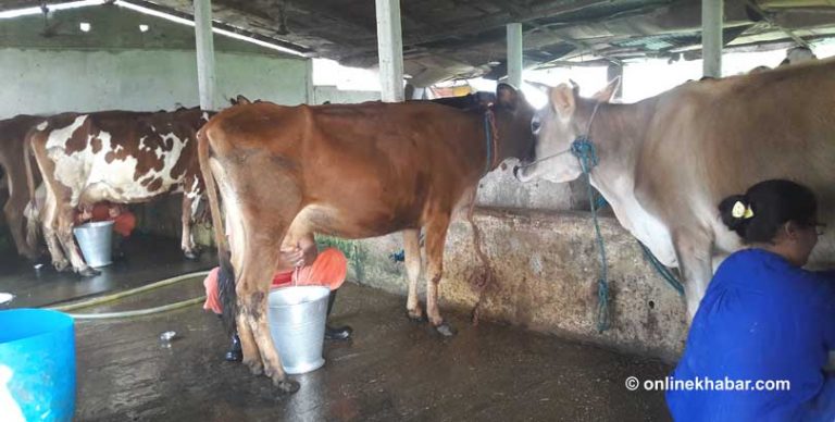 पशुपालक किसान भुक्तानीसँगै बीमाबाट पनि वञ्चित भए : डेरी एसोसिएसन