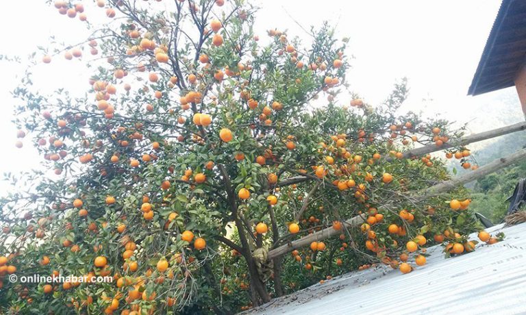 म्याग्दीमा यसवर्ष सुन्तला उत्पादन ४.५३ प्रतिशतले बढ्यो