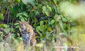 तनहुँमा ८ वर्षमा चितुवाले लियो १४ बालबालिकाको ज्यान