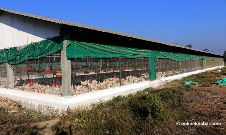 ७ करोड लगानीमा हेटौंडामा हृयाचरी उद्योग