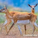 कञ्चनपुर र बर्दियाबाट १८ कृष्णसार चितवन स्थानान्तरण गरिँदै