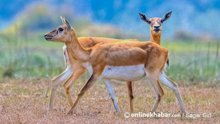 कृष्णसारको आहाराका लागि संरक्षण क्षेत्रभित्रै अनाज खेती