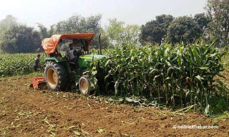 मकैका रहरलाग्दो घोगा लाग्यो, दाना लागेन