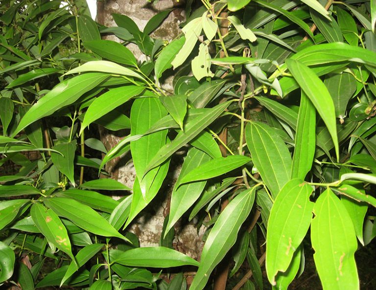 पात र बोक्राले पैसा फलाउने बिरुवा : तेजपात