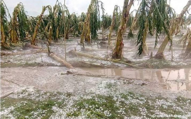 बाढीले ५० लाख बराबरको केरा नोक्सान