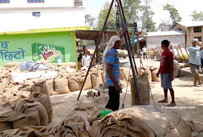 सरकारले तोक्यो धान, मकै, गहुँसहित बिउबिजनको नयाँ मूल्य, कुनको कति ?