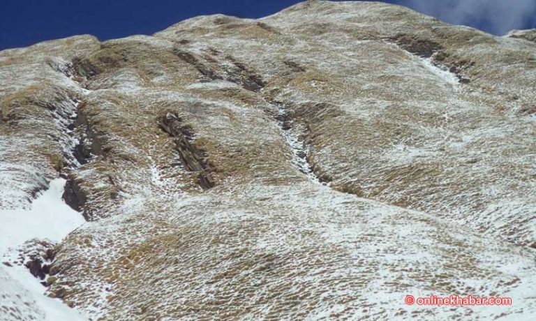 डोल्पामा बिना अनुमति यार्सागुम्बा संकलन गर्न हिँडेका ८ जना पक्राउ
