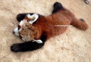 रेडपाण्डा संरक्षण गर्न कुकुर र बिरालोलाई बन्ध्याकरण !