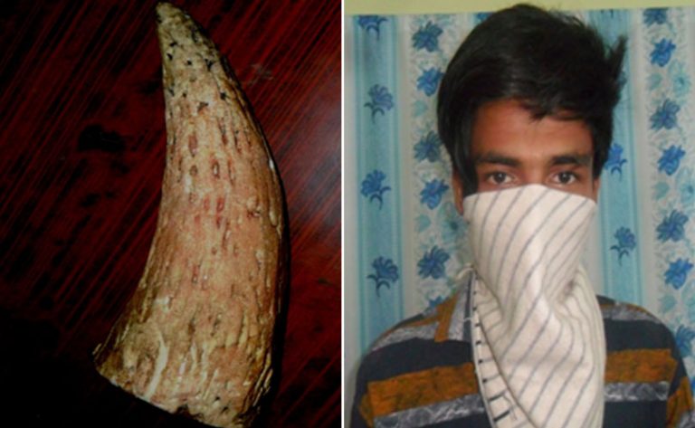 गैंडाको सिंङ ६५ लाखमा विक्री गर्न लाग्दा समातिए युवक