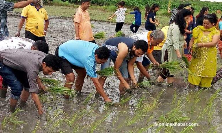सांसदको उपस्थितिमा पञ्चेवाजा बजाएर रोपियो मोरङमा धान
