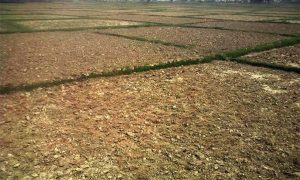 इच्छाकामनामा बाँझो जमिनमा खेती गर्नेलाई अनुदान