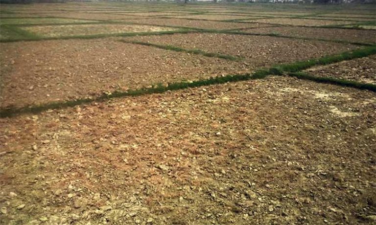 इच्छाकामनामा बाँझो जमिनमा खेती गर्नेलाई अनुदान