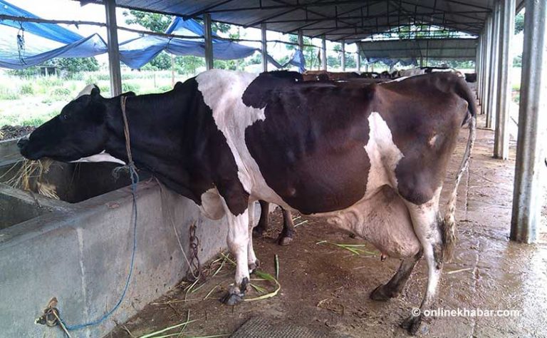 दूध उत्पादन बढाउन गाईमा कृत्रिम गर्भाधान