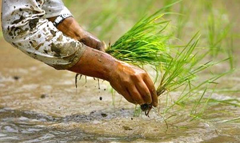 धान उत्पादनको पकेट क्षेत्रमै ...