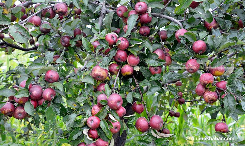 दार्चुलामा स्याउको उत्पादन बढ्यो