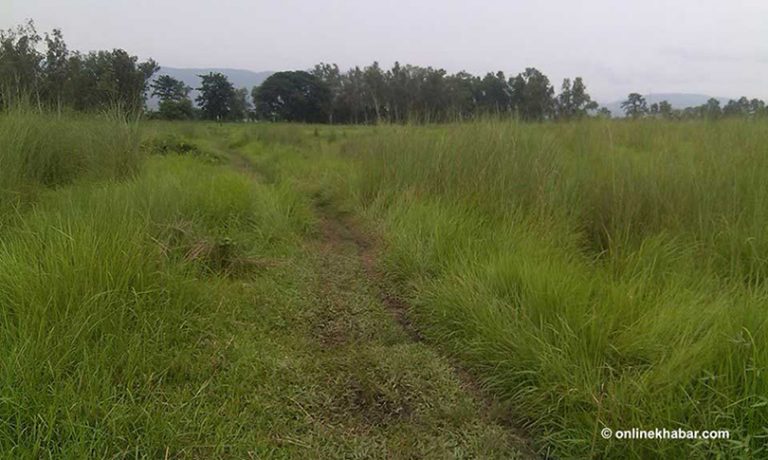 चितवनमा यस्तो छ धुर्मसले क्रिकेट मैदान बनाउने ठाउँ