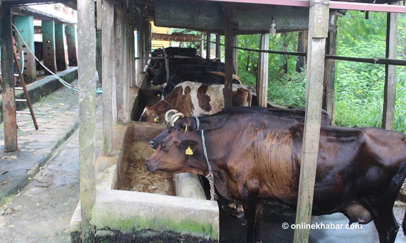 बडाहाकिमका छोरा बने देशकै सर्वोकृष्ट किसान