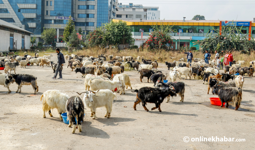 च्याङ्ग्राको स्वादमा पल्किए काठमाडौंबासी