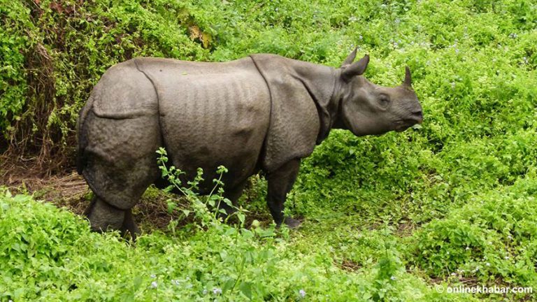 चितवनमा गैँडाको आक्रमणबाट दुई घाइते   