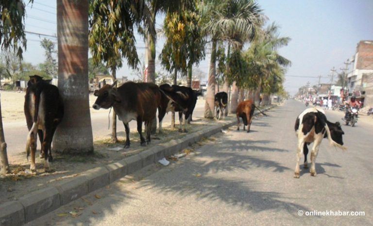 देशभर कति छन् बेवारिसे चौपाया ?