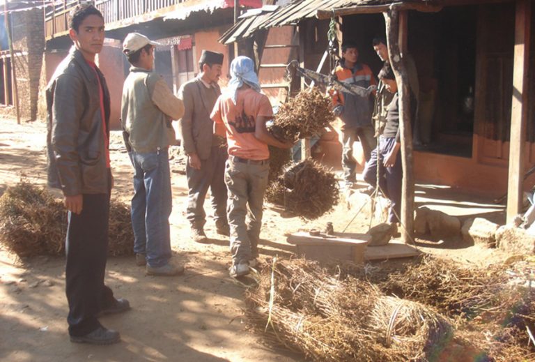 चिराइतोको मूल्य बढ्यो, किसान उत्साहित