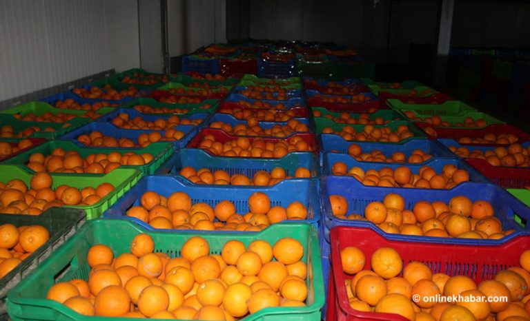 सुन्तला, मौसम र जुनार महँगियो