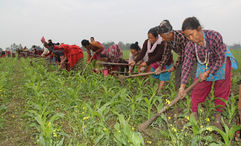 कृषिमा हालसम्मकै धेरै बजेट