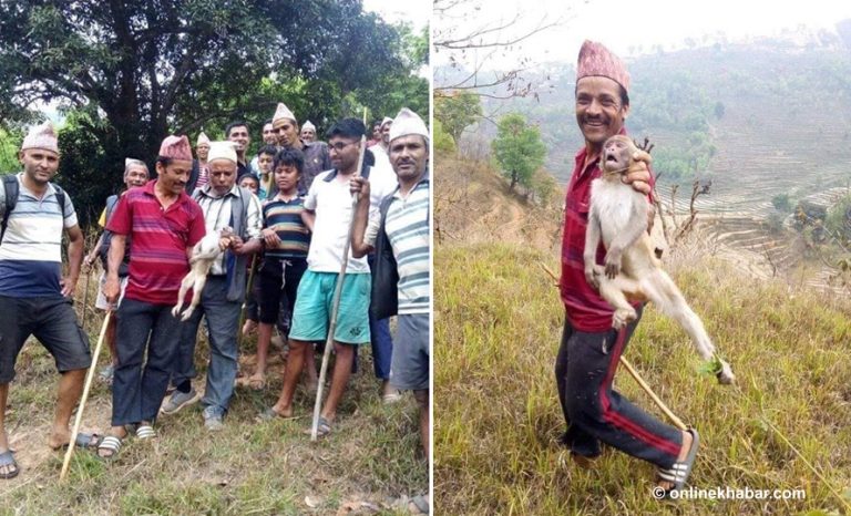 फुजेलमा बाँदर आतंक ! प्रहरी र गाउँलेले थाले गस्ती